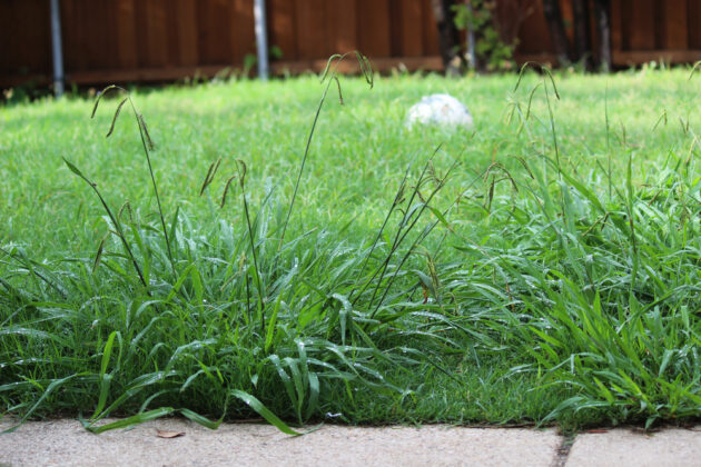 Spring Weed Control Strategies: Tackling Weeds Early On