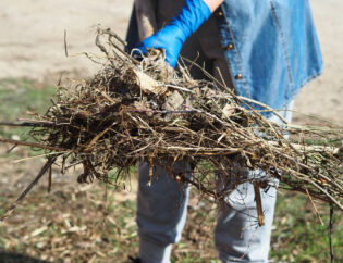 The Importance of Raking: Removing Debris and Promoting Growth